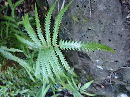 Image result for Cyclosorus interruptus