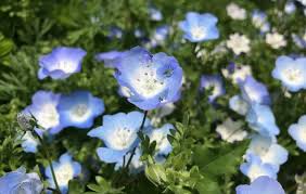 In this practice, plants were given codes and passwords. ãƒãƒ¢ãƒ•ã‚£ãƒ©ã®èŠ±è¨€è'‰ èŠ±ã®ç¨®é¡žã‚„é–‹èŠ±æ™‚æœŸ è¦‹é ƒã®å­£ç¯€ã¯ Horti ãƒ›ãƒ«ãƒ†ã‚£ By Greensnap