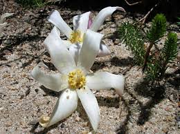 Image result for Gethyllis