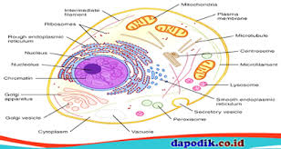 6 fungsi organel sel hewan nukleus/nukleolus nukleus adalah organ terbesar sel yang berfungsi sebagai pusat kendali seluruh sel terutama dalam melakukan sintesis protein. Sel Hewan Fungsi Dan Struktur Organel Sel Hewan Dapodik Co Id