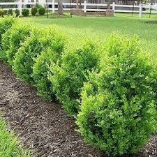 Boxwood shrubs are evergreen plants that have a naturally boxy or rectangular shape. Green Mountain Boxwood Premium Boxwoods Plantingtree