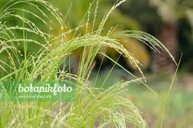 Image result for Eragrostis tef