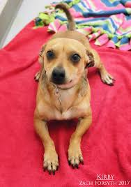 First off, lots of kudos to you for trying to read up before getting yourself a furry, scaly, or some other kind of fluffy companion! The Pixie Project Dogs Non Profit Animal Shelter And Rescue Dog And Cat Adoptions Pet Adoption In Portland Orego Dogs Cat Adoption Pet Adoption Center