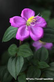 Image result for Heterotis rotundifolia