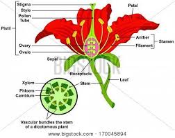 It is found on the outermost part of the flower, and like a petal, a sepal is considered to be a modified leaf. Sepal Images Illustrations Vectors Free Bigstock