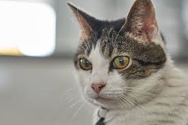 This rare type of cancer is found in the connective tissues of the. Cancer In Cats Symptoms And Treatment