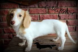 Black And Tan Dapple Longhair Dachshund Chocolate Based Ee Cream Piebald Longhair Dachshund Elegant Dachshunds Weenie Dogs Sweet Dogs Dachshund