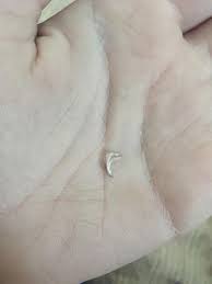 Learn about brushing your cat's hair, removing mats, bathing your cat, clipping your cat's nails, and cleaning your cat's ears. Found This On My Cat Looks Like A Claw But It Has Some Type Of Coating Or Something Around It Whatisthisthing