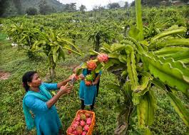 Dragon fruit: a super-fruit in the Eastern Ghats near Visakhapatnam - The  Hindu
