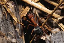 These safe solutions are only effective against insects, no harmful effect on humans or pets. How To Get Rid Of Carpenter Ants