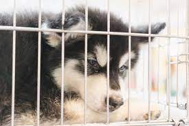 Please drive carefully (15 mph) to avoid hitting our dogs, workers, or any farm equipment. Orange County Commission Votes To Ban Retail Sale Of Puppies Kittens And Rabbits Blogs