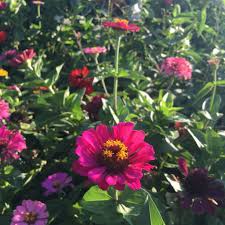 Use a,the or no article: Pick Your Own Flowers Or Blumen Selbst Schneiden Erin At Large