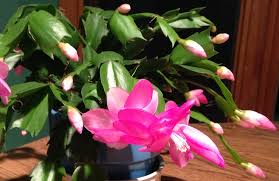 Christmas cactuses are beautiful houseplants that are popular for the bright flowers they bloom during the holiday examine your host christmas cactus for a branch that doesn't have an brown spots.2 x research source in addition, look for a branch that has. Getting Christmas Cactus To Rebloom Indiana Yard And Garden Purdue Consumer Horticulturepurdue University Indiana Yard And Garden Purdue Consumer Horticulture