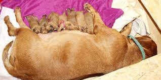 There may not be a family resemblance, but that hasn't stopped the proud mama from taking good care of her babies. How To Care For Your Dog After She Gives Birth