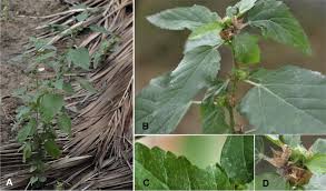 Image result for Malvastrum coromandelianum