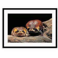 World Menagerie Breviceps Mossambicus Flat-face Frog Mozambique Rain Frog Painting In 2021 World Menagerie Painting Mozambique