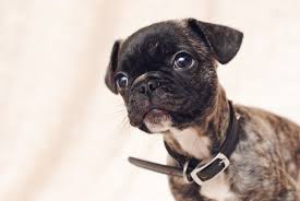 All about the french bulldog pug mix (frenchie pug). 35 French Bulldog Pug Frug Ideas In 2021 French Bulldog Bulldog Pugs