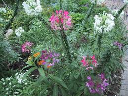 Image result for Cleome houtteana