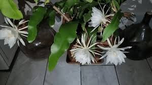 Image result for Strophanthus gardeniiflorus