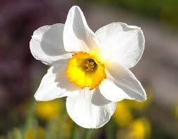 Il colore dei fiori varia dal bianco al giallo, anche se esistono ibridi che hanno colori tendenti al rosa o addirittura all'arancione. Narciso Narcissus Narcissus Bulbi Narciso Narcissus Bulbi