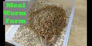 Diy Mealworm Farm In 2021 Mealworm Farm Meal Worms Meal Worms Raising