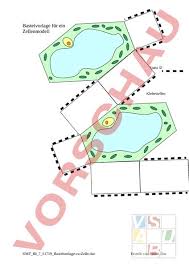 Beispielsweise ist das endoplasmatische retikulum als gangsystem der zelle von mehreren membranschichten. Arbeitsblatt Uber Zellen Zelldifferenzierung In Biologie Schulerlexikon Lernhelfer Weitere Arbeitsmaterialien Finden Sie Hier Hallett54754