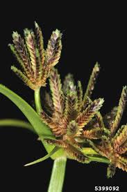 Image result for Cyperus luteus