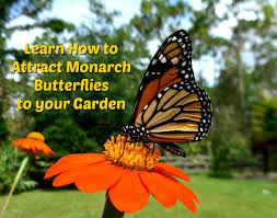 Learn How To Attract Monarch Butterflies To Your Garden In This Fun And Entertaining Online Course By My Friend A Monarch Butterfly Raising Butterflies Monarch