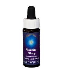 Morning Glory F E S Californian Flower Essence Self Heal Distributing