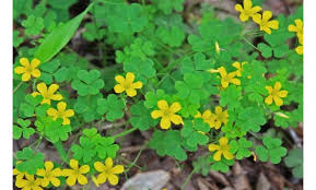 Image result for Oxalidaceae