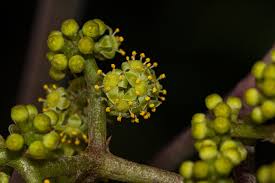 Image result for Ampelocissus africana