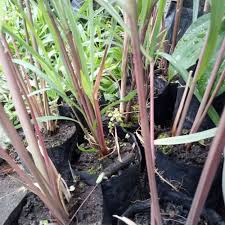 Serai wangi saat ini juga dimanfaatkan sebagai minyak wangi atsiri yang gunanya sebagai obat bibit. 5 Perbedaan Serai Wangi Dan Serai Dapur Fungsinya Gak Sama