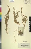 Image result for Caylusea abyssinica