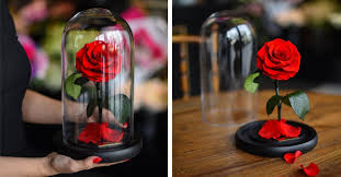 We did not find results for: Real Enchanted Rose Lasts 3 Years Without Water Or Sunlight