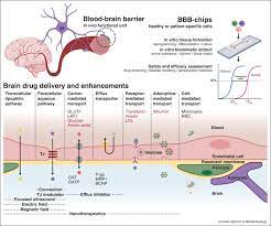 Cold spring harb perspect biol. Advances In Microphysiological Blood Brain Barrier Bbb Models Towards Drug Delivery Sciencedirect