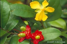 Image result for Ochna kirkii