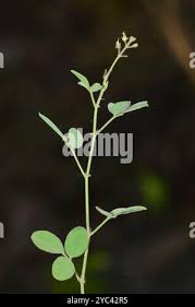Image result for Desmodium scorpiurus