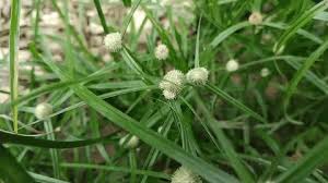 Image result for Kyllinga alba