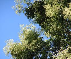 Image result for Pseudospondias microcarpa