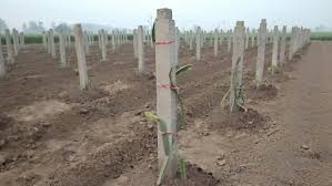 Dragon fruit is sometimes used as. Rana Dragon Fruit Farm Agricultural Production In Gharaunda
