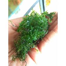 Untuk perawatannya terbilang susah susah gampang, banyak yang kurang menyarankan untuk para pemula memelihara tanaman ini. Tanaman Moss Aquascape Ricardia Shopee Indonesia