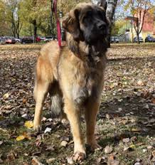 Check spelling or type a new query. Leonberger Information Dog Breed Facts Dogell Com