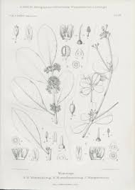 Image result for Manilkara sansibarensis