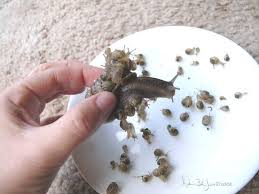 Pin By Cheyanne Geideman On Sot In 2020 Baby Snail Pet Snails Snails In Garden