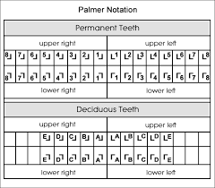 dental charts to help you understand the tooth numbering system