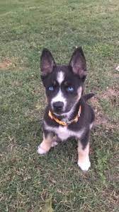 German shepherd husky mix personality and temperament. German Husky Mix For Sale Off 73 Www Usushimd Com