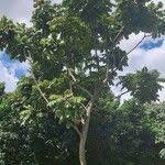 Image result for Centrolobium robustum