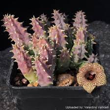 Image result for Xyris parvula