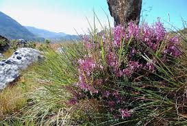 Image result for Plectranthus chimanimanensis