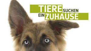 Tiere suchen ein zuhause ist der titel einer fernsehsendung, die vom wdr fernsehen im rahmen der reihe „servicezeit ausgestrahlt wird. Tiere Suchen Ein Zuhause Tv Magazin 2001 2020 Crew United